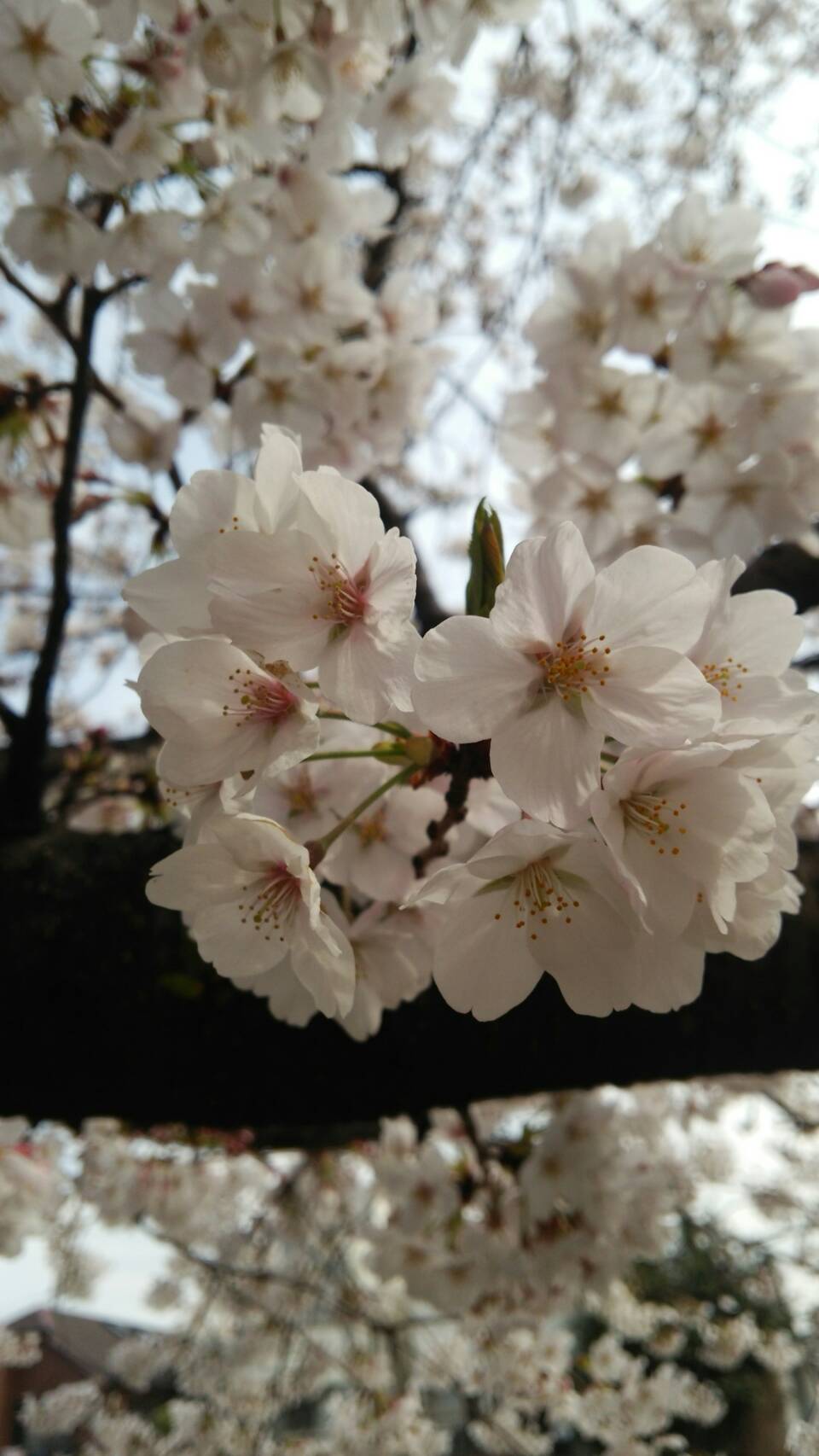 散歩と桜